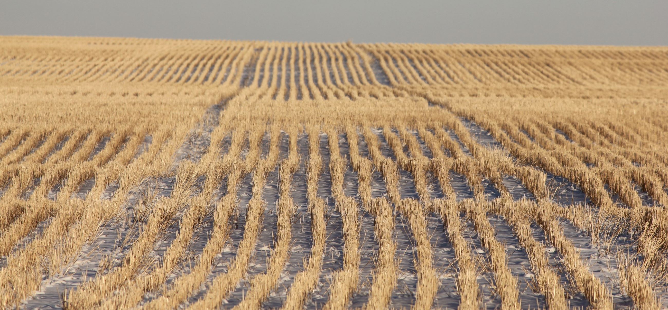 Image of wheat field in winter