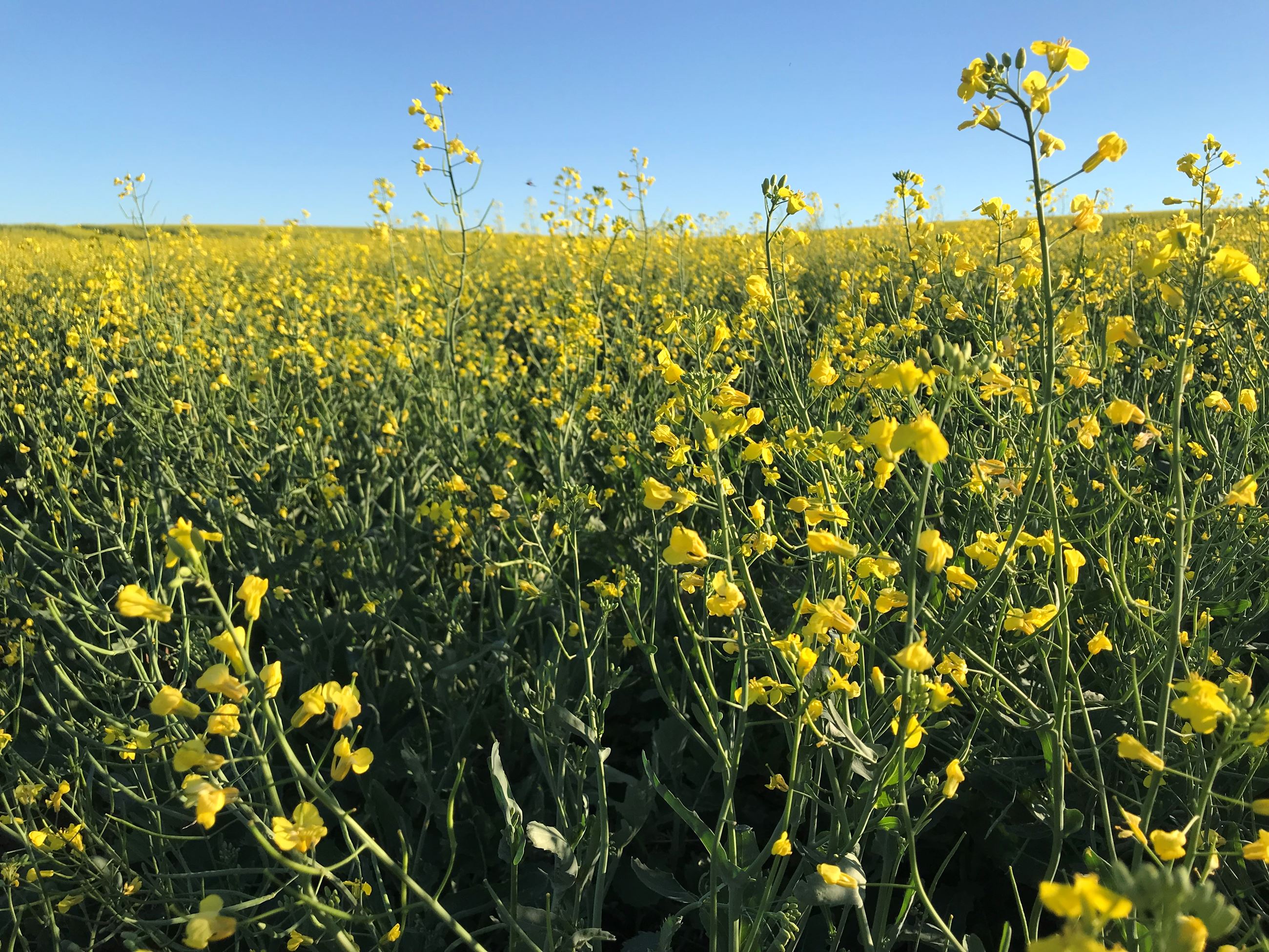 Image of canola