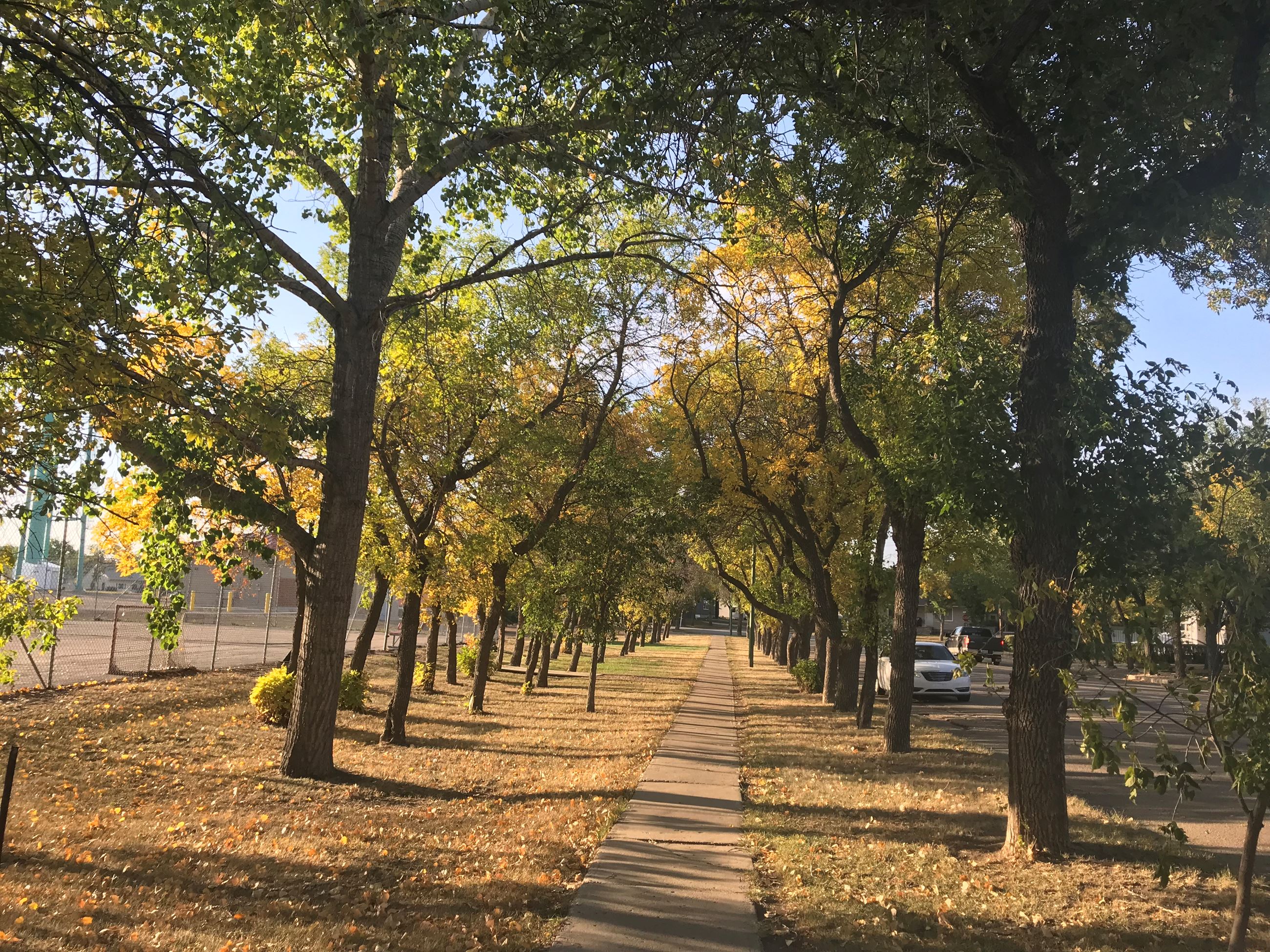 Image of trees in fall